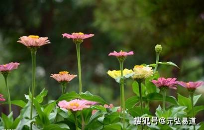 原创丁丑年是哪一年属什么五行，丁丑年出生的牛命运