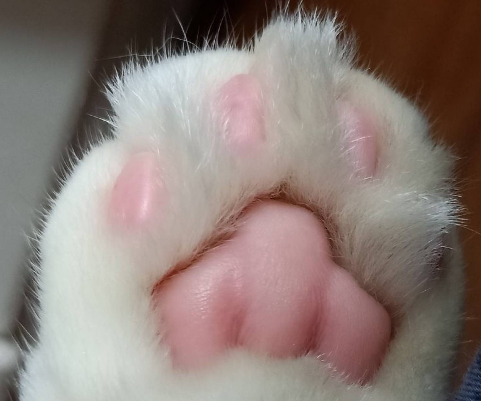 猫咪萌爪肉垫太可爱了!