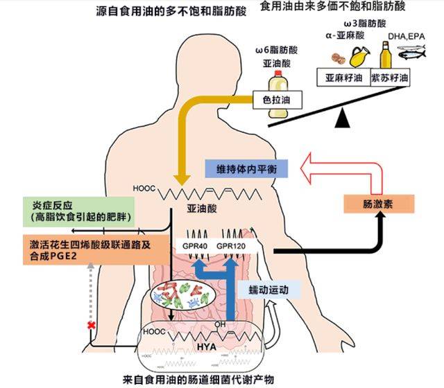 在日常飲食中,碳水化合物,蛋白質和脂肪是機體消耗的三種營養素,但