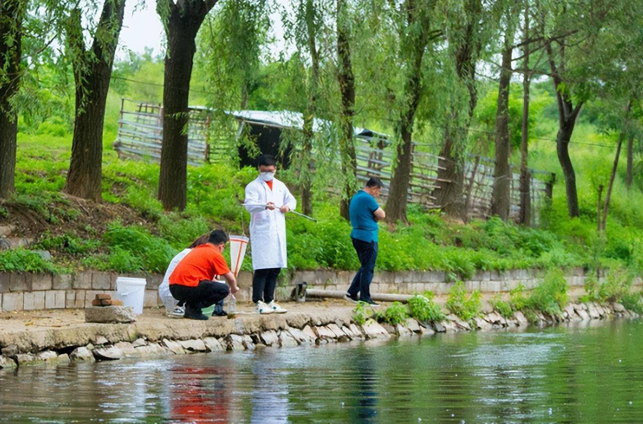 辽宁大连首次发现桃花水母，竟是在人工水塘，它们怎么进去的？