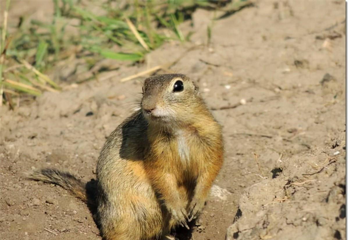 这种老鼠并不是大家平常在城市阴沟或者下水道常见的那种通体布满灰色