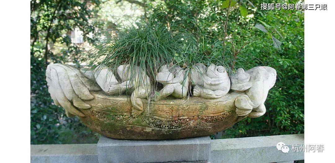 杭州买绿植批发市场
