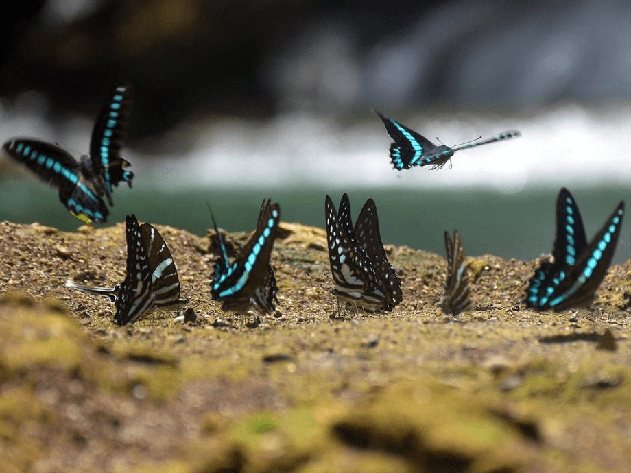 蝴蝶王国南苏拉威西自然公园 多种蝴蝶栖息湖边-搜狐大视野-搜狐新闻