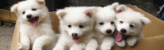 长得像狐狸的狗狗是什么品种的狗狗？_搜狐网