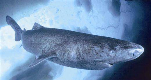 生物学家终于找到世界上最小的鲨鱼_灯笼_生活_体型