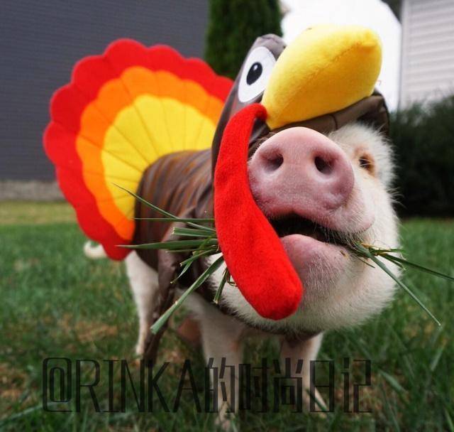 ig上三只宠物猪被主人打造成网红_hank_姐弟_美国的