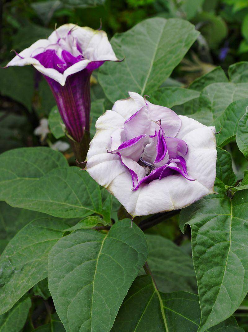 但凡看过武侠,曼陀罗草都会是一个忘不掉的响当当名字——虽然金庸