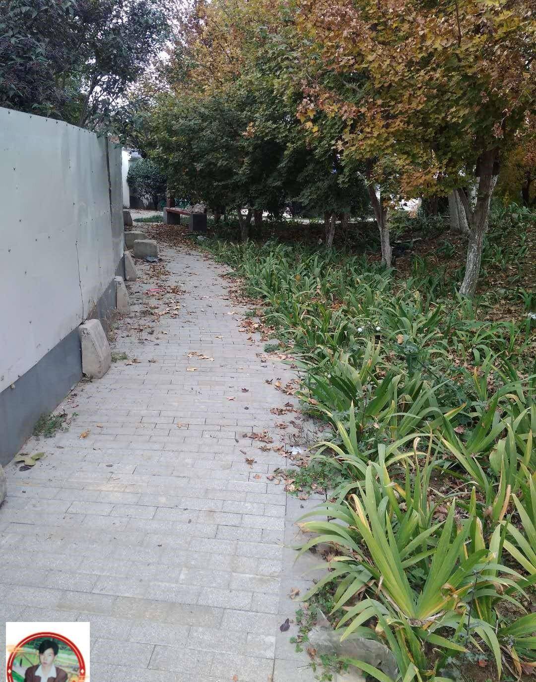 朱坤明游客不要乱扔垃圾浐河和灞河交汇处的公园只能有落叶