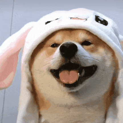 还有这只日本比较早期的网红柴犬——北登,超经典的治愈笑容,温暖了