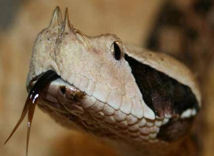 加蓬咝蝰,由于它这独特的体型也被人们调侃成加蓬肥仔,毕竟毒蛇向来