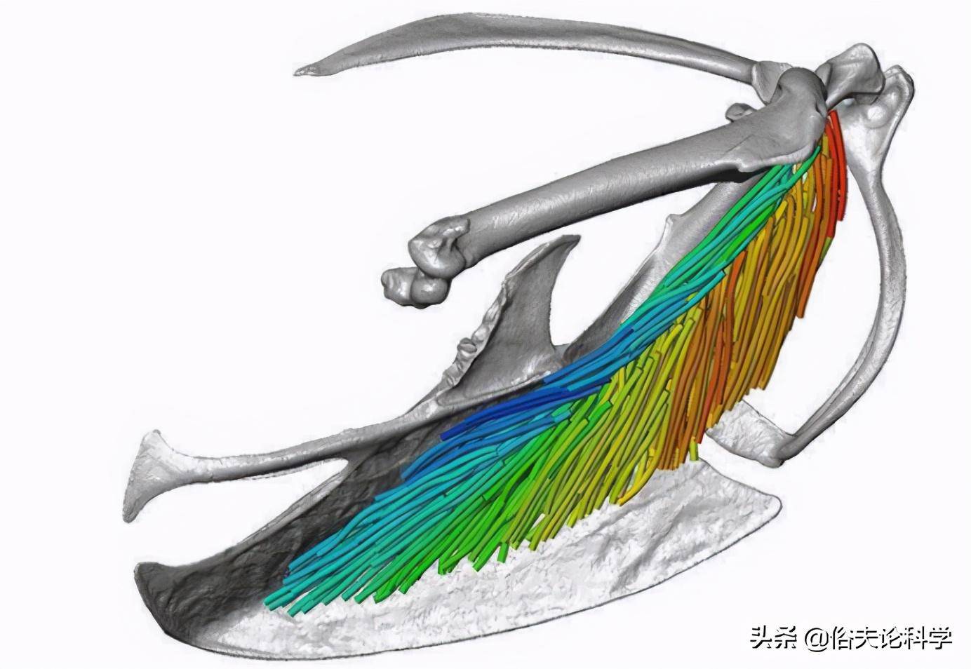 首先是鸟类发达的肌肉和特殊的胸骨结构