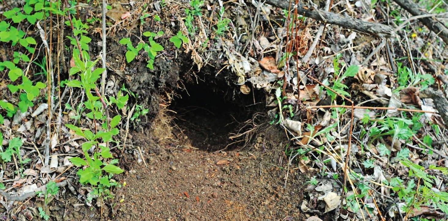 长白山一动物隐居地下,擅长建造城堡,还雇其它动物当门卫_狗獾_洞穴_车子