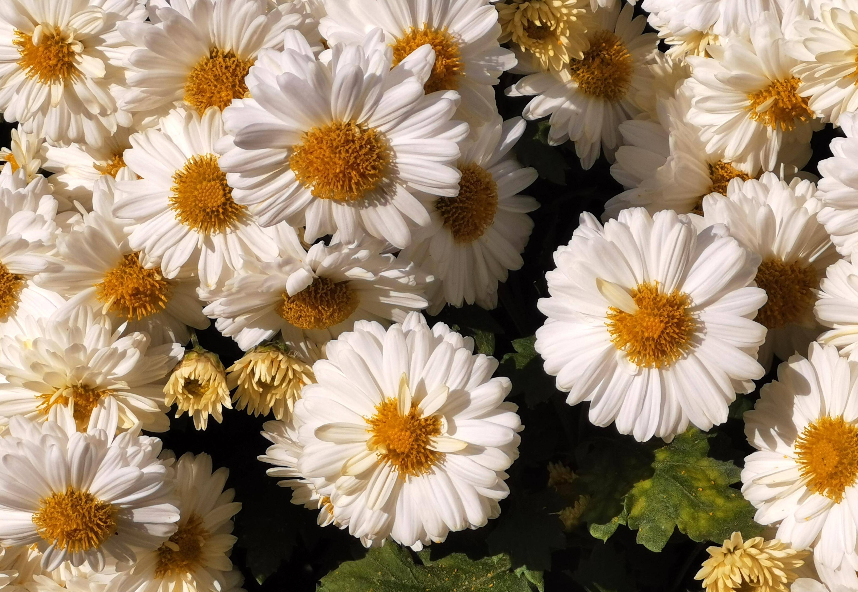 丰子恺和杭白菊的故乡,浙江桐乡,古镇石门静静地伫立在菊花香里_生活