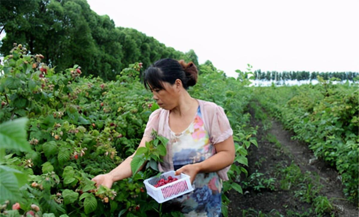 野生的覆盆子就渐渐的满足不了市场需求,这一点从它的价格就能看得