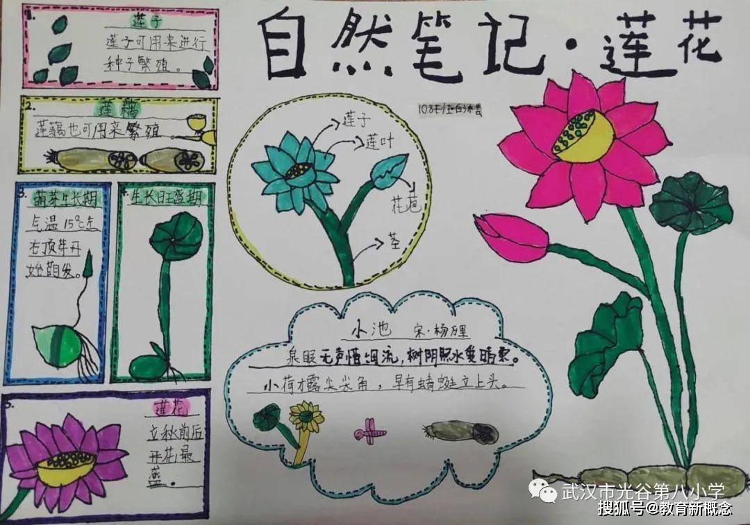 102班王希宁同学作品《自然笔记——南瓜成长记》102班王柏伦同学作品