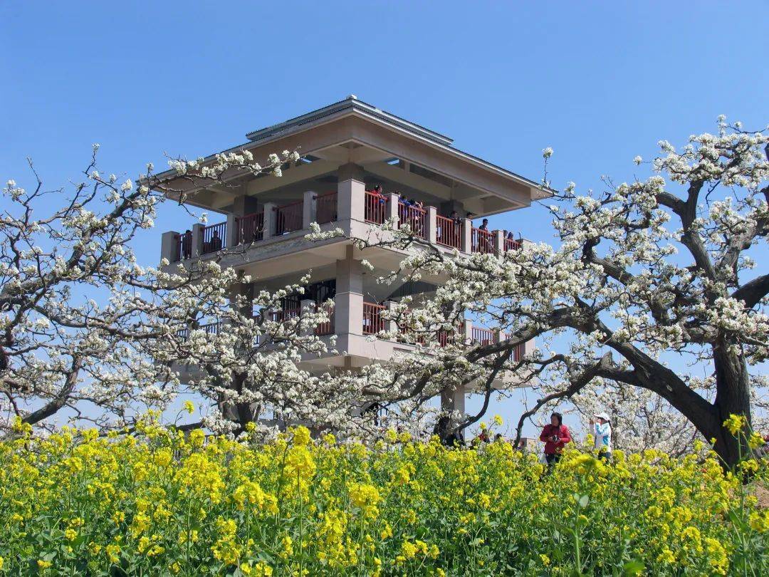 诗词中的聊城,比你想象的还要美!_梨园_阿胶_冠州