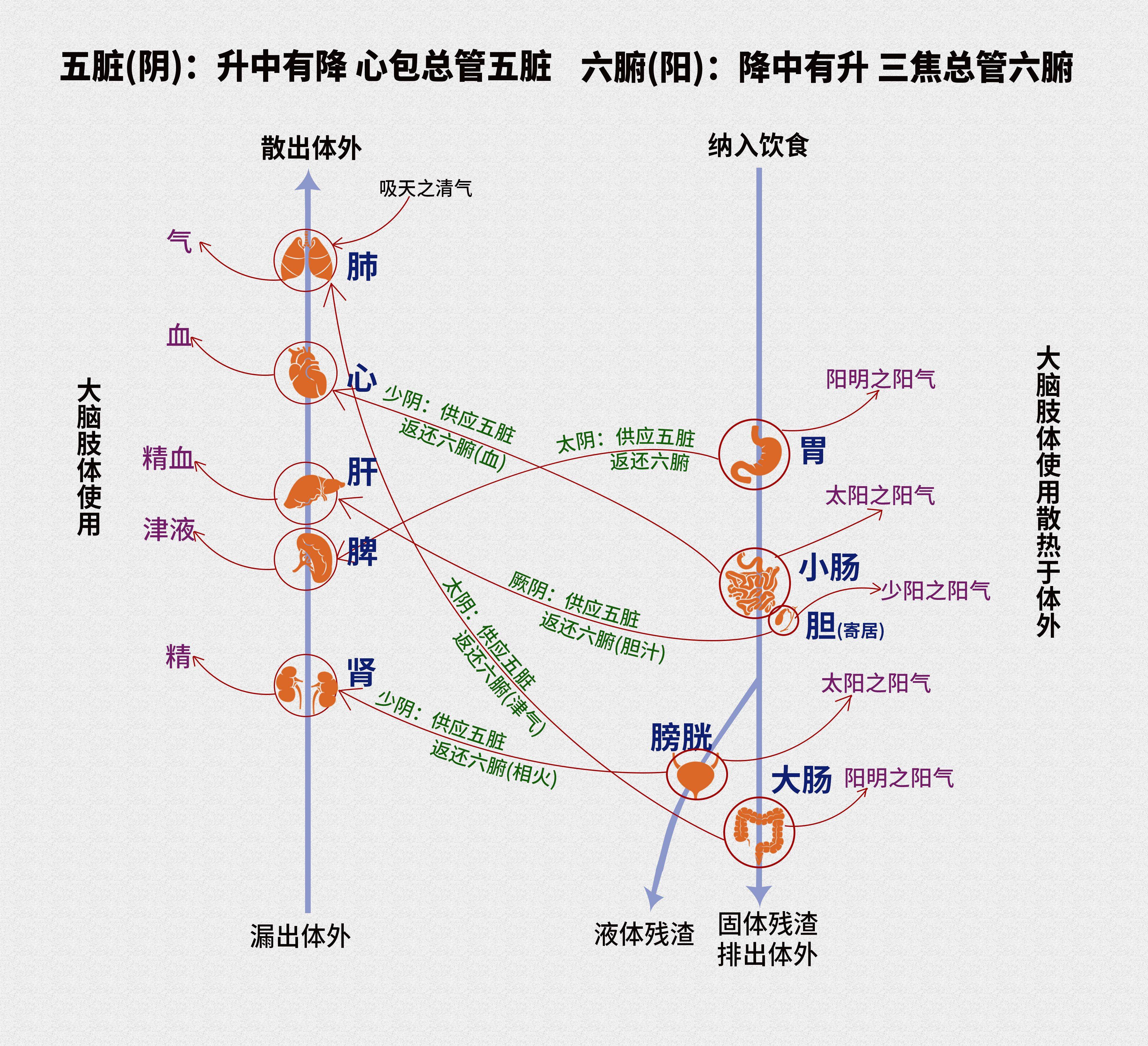 人的经络系统 经别