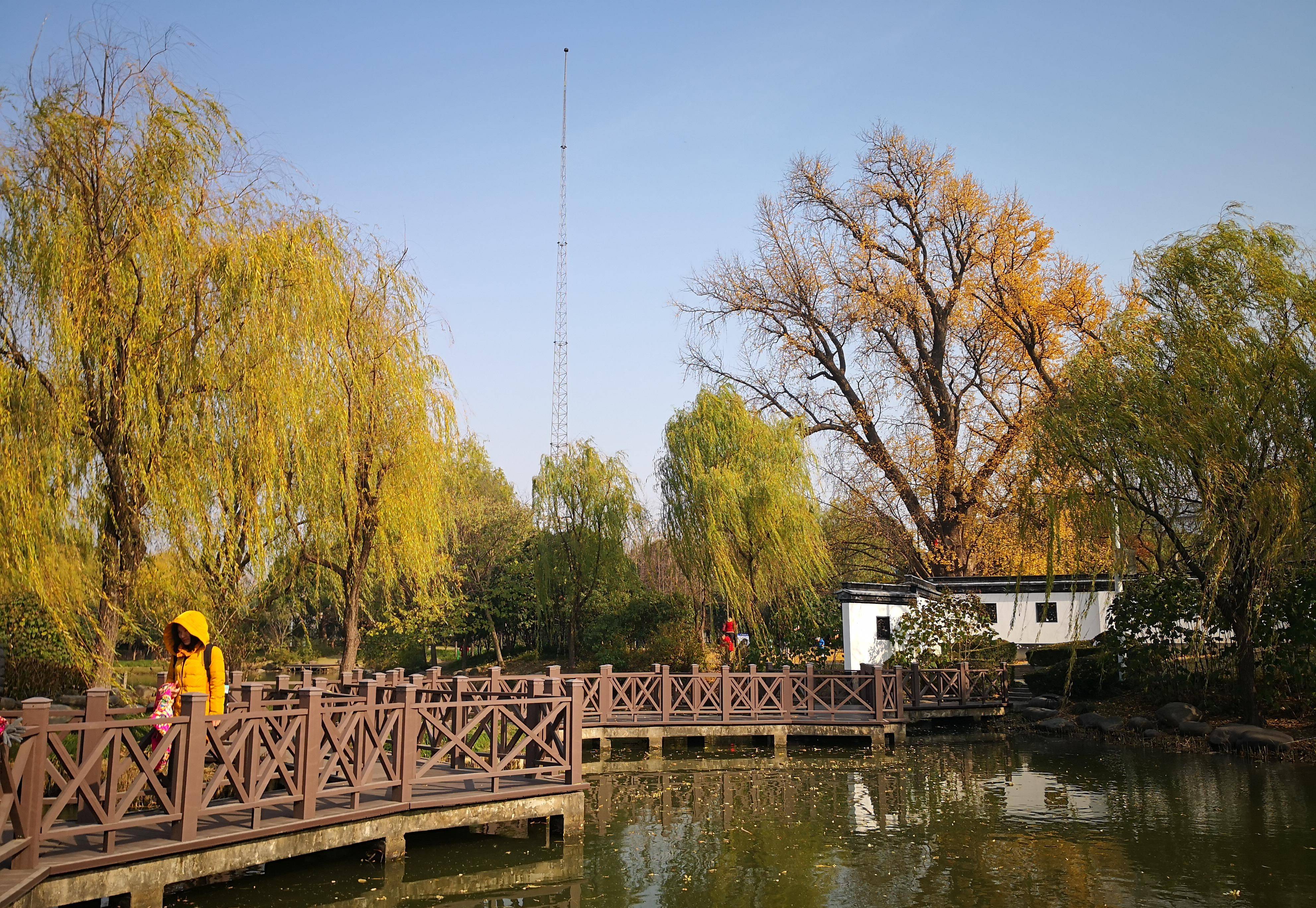 嘉定古銀杏,上海第一樹王,樹齡1200年,12月中旬最佳_公園_時間_保護