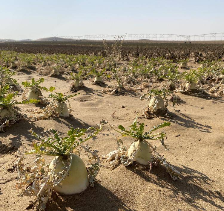 原创城市什么都有他们却要在沙漠里生活
