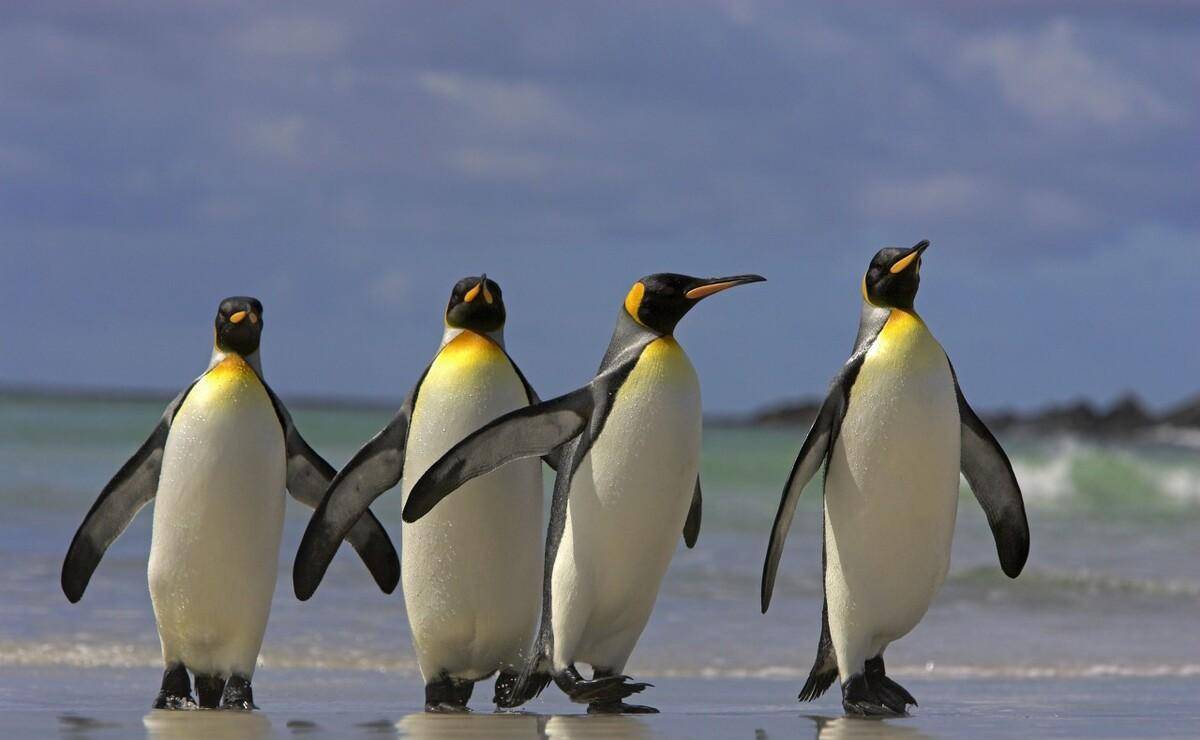 企鹅走路鸡尾酒图片