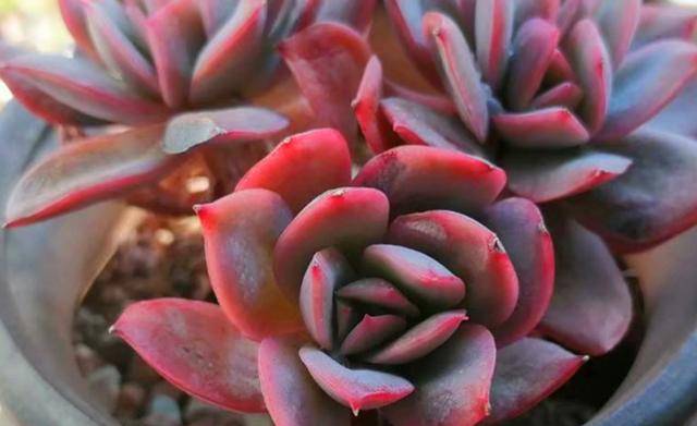 发生黑腐的地方剪掉,同时也要多多检查它的枝干部分是否有黑化的情况