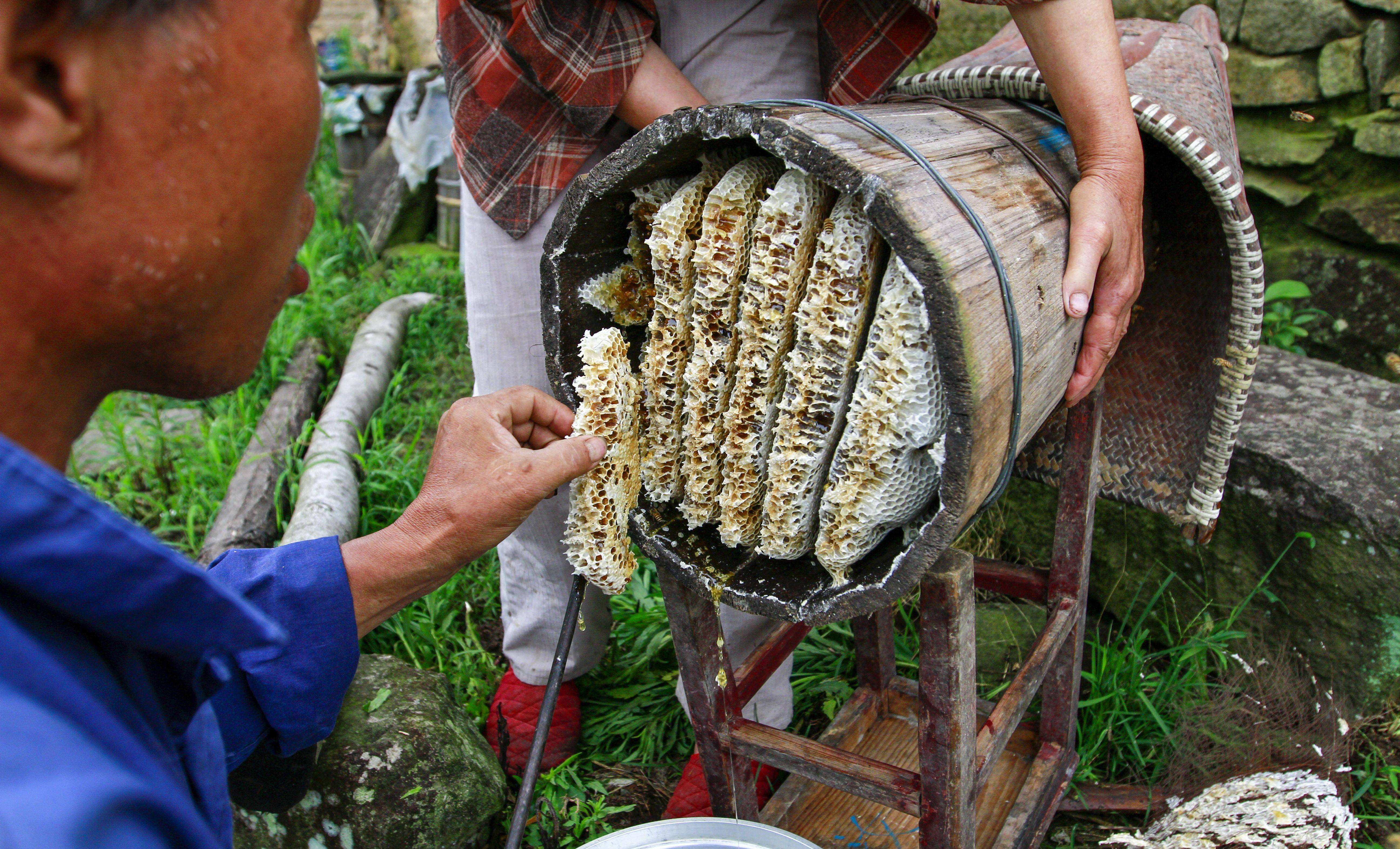 土蜂蜜采割您见过吗?今天图解让您大开眼界