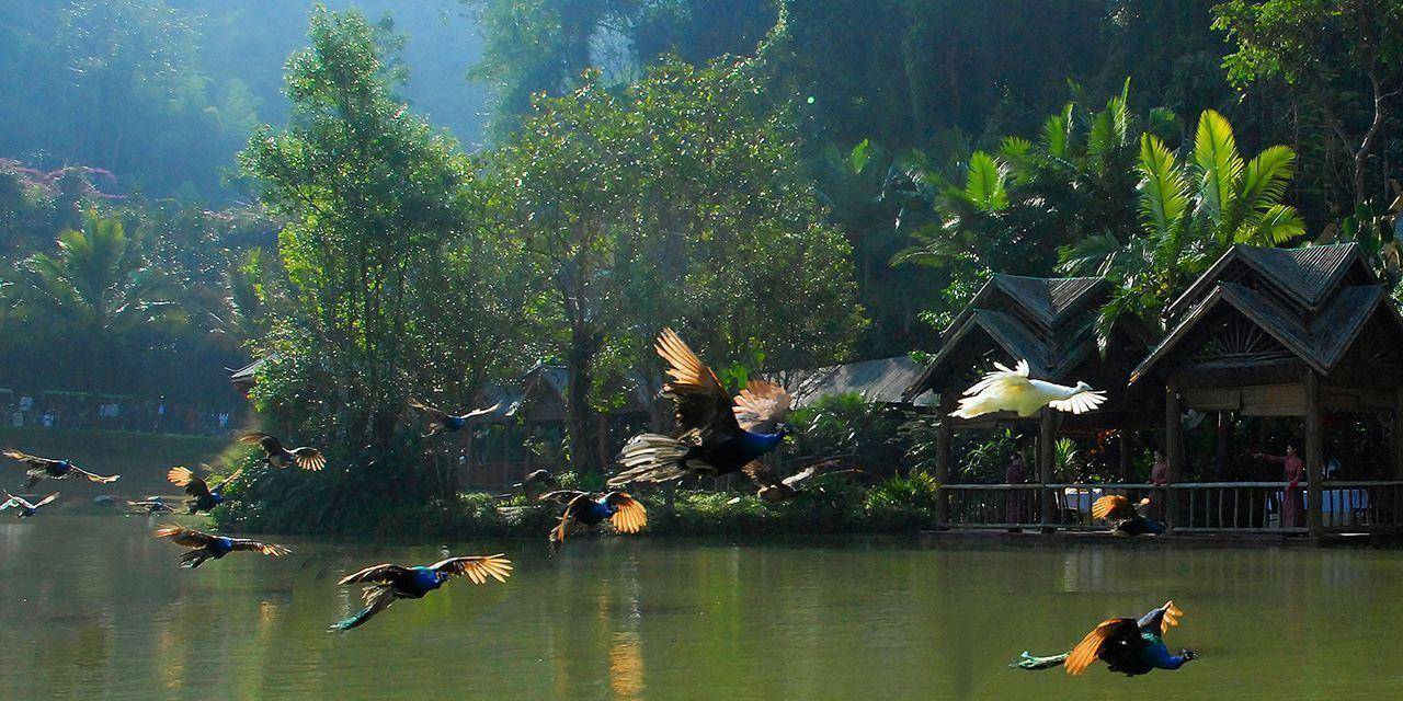 西双版纳最值得游玩的地方在这里,很多人都忽略了_热带雨林_公园_植物
