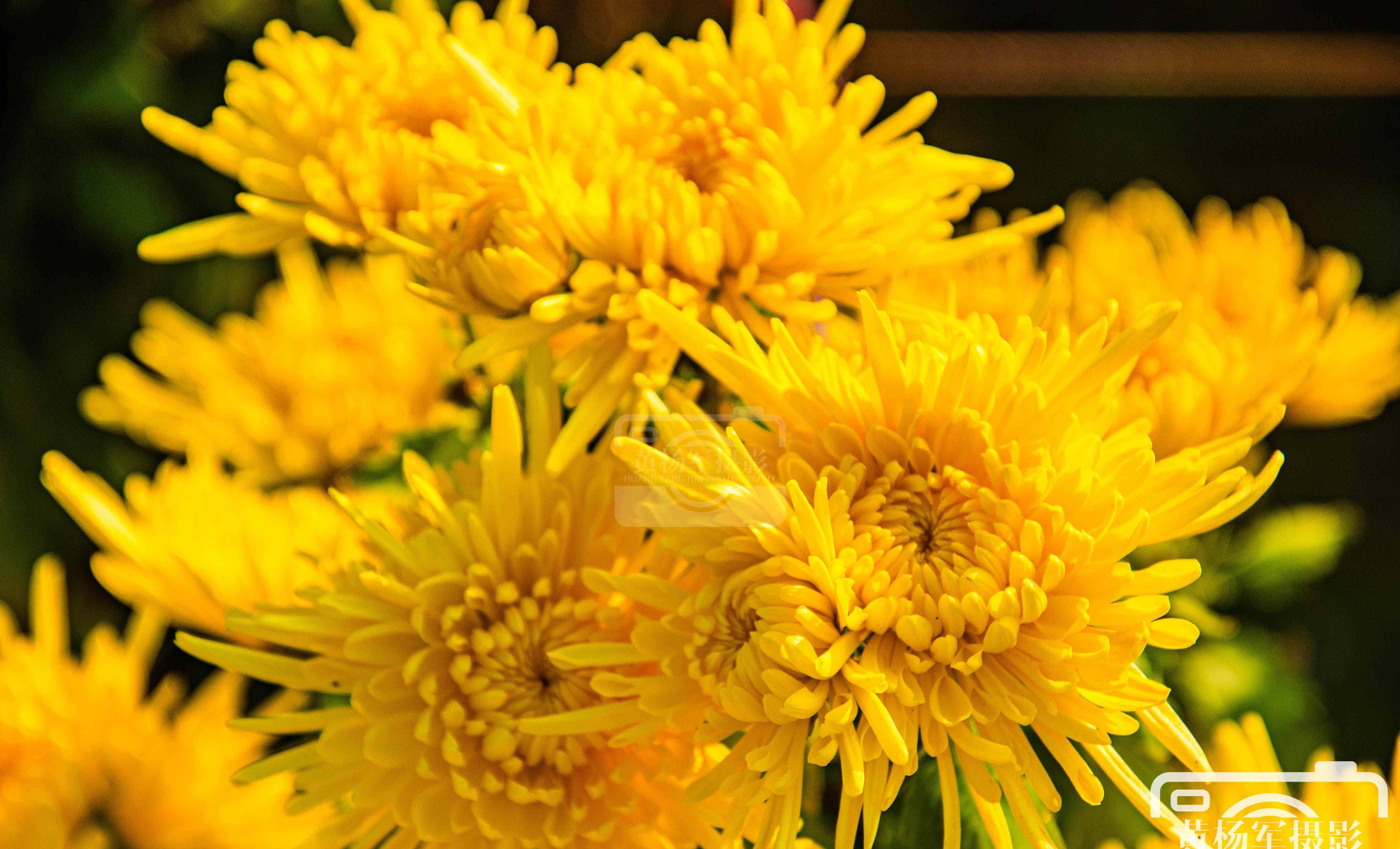 冬日阳光下艳丽盛开的菊花,金黄动人的花朵特别漂亮_花中_生活_造型