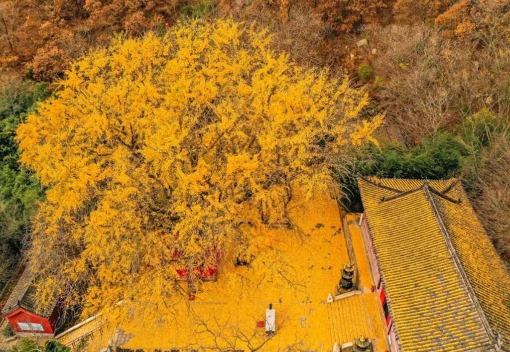 威海第6期:初冬进圣水观深山,看千年银杏树金黄惊艳_最好的_时间_风景