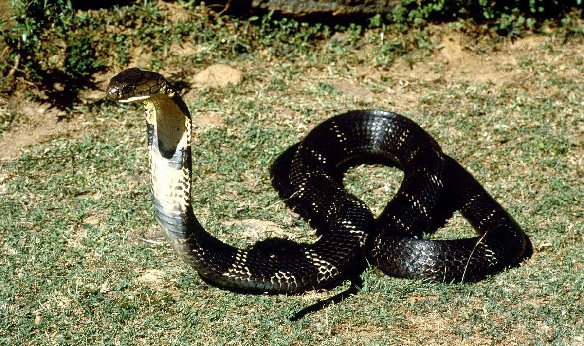 眼镜王蛇:"蛇类煞星"的生存法则?