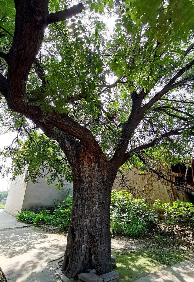 据了解,树龄长的古槐树出现中空或者一边空的现象非常普遍,树干中空