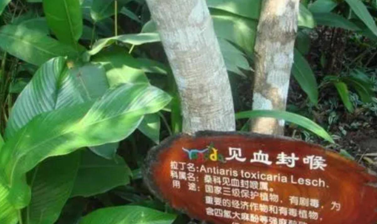 见血封喉树它的汁液能够快速致人亡,就像是武侠小说当中的"一剑封喉"