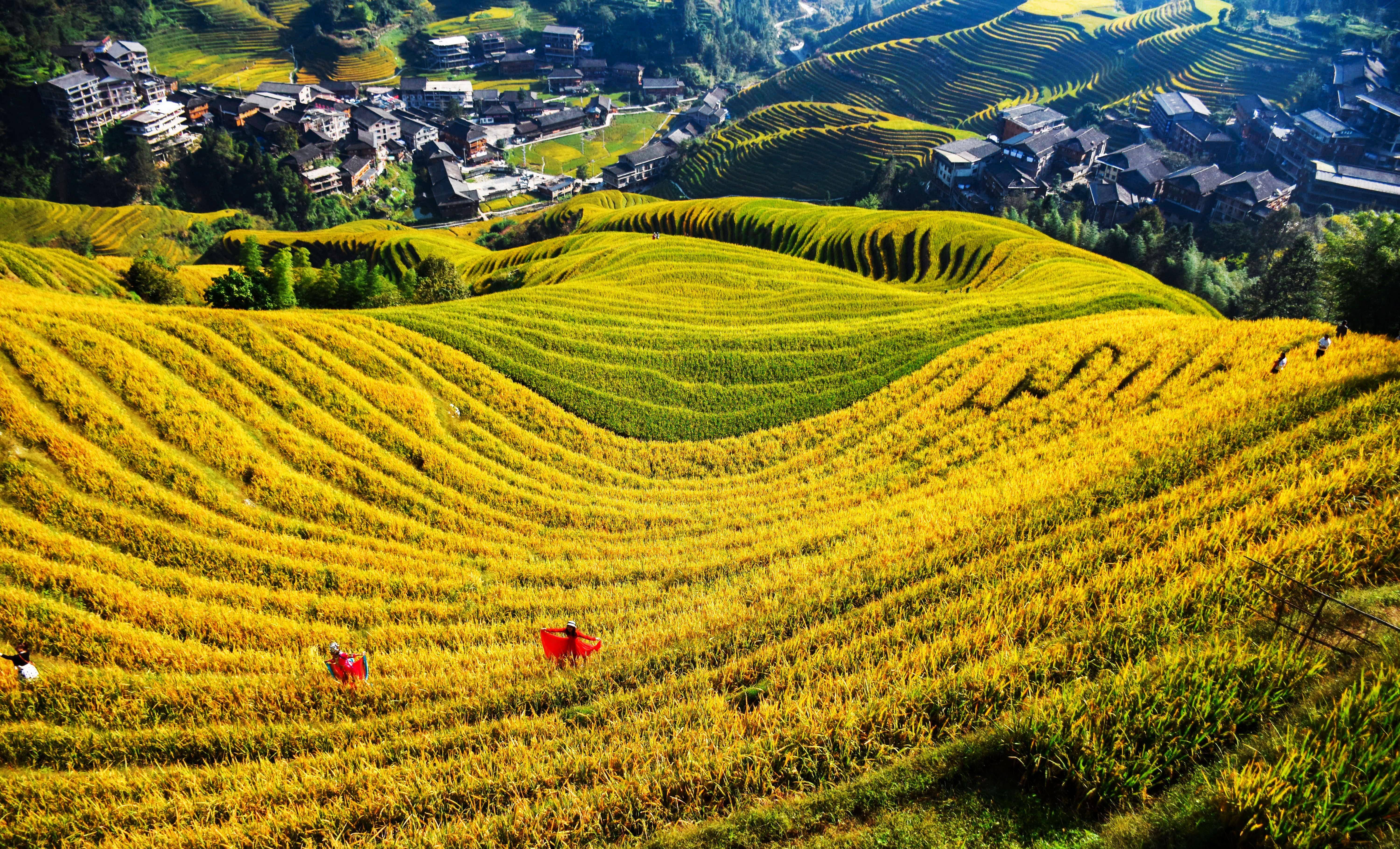 龙脊梯田游玩攻略和避坑指南,秋黄冬雪春种夏绿四季美景你爱哪个