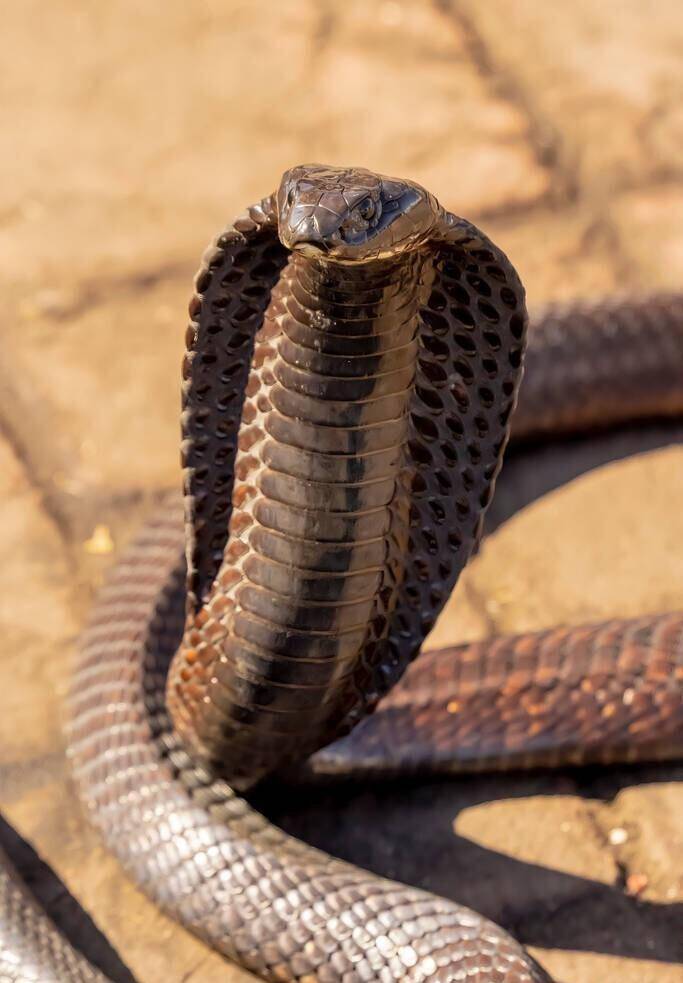 眼镜王蛇比其他眼镜蛇性情更凶猛,反应也更敏捷,头颈转动灵活,排毒量