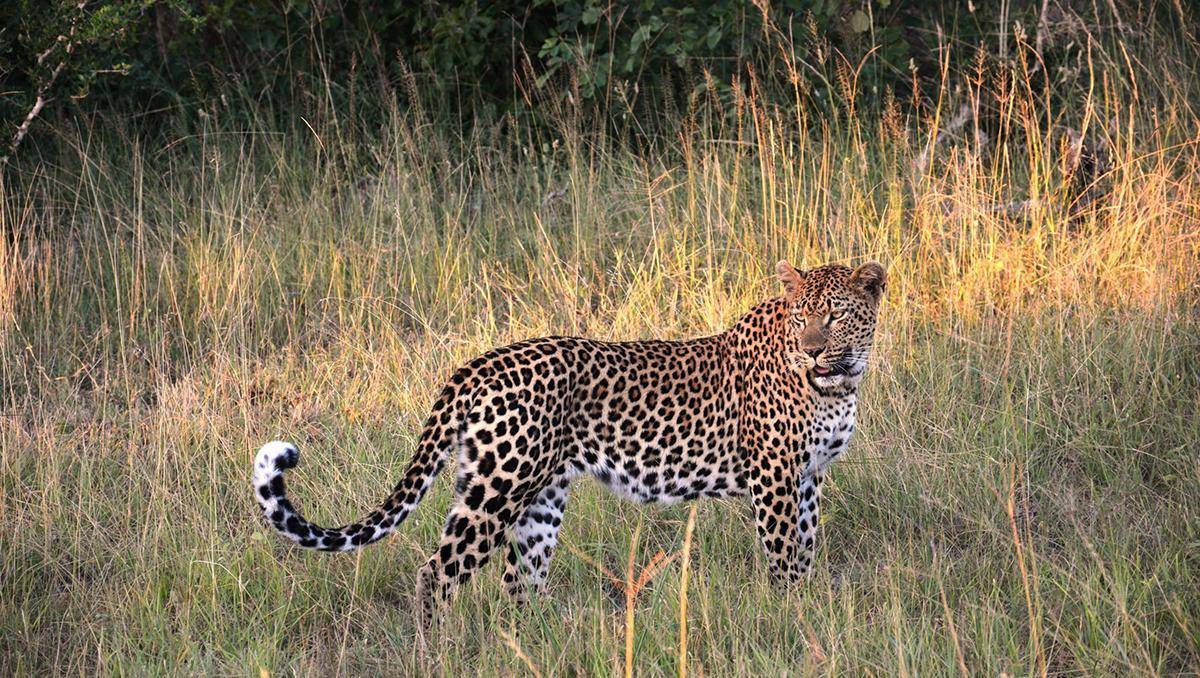 南方的一种猫科动物,在林中没有虎豹的前提下,扛起了兽王的大旗_中型