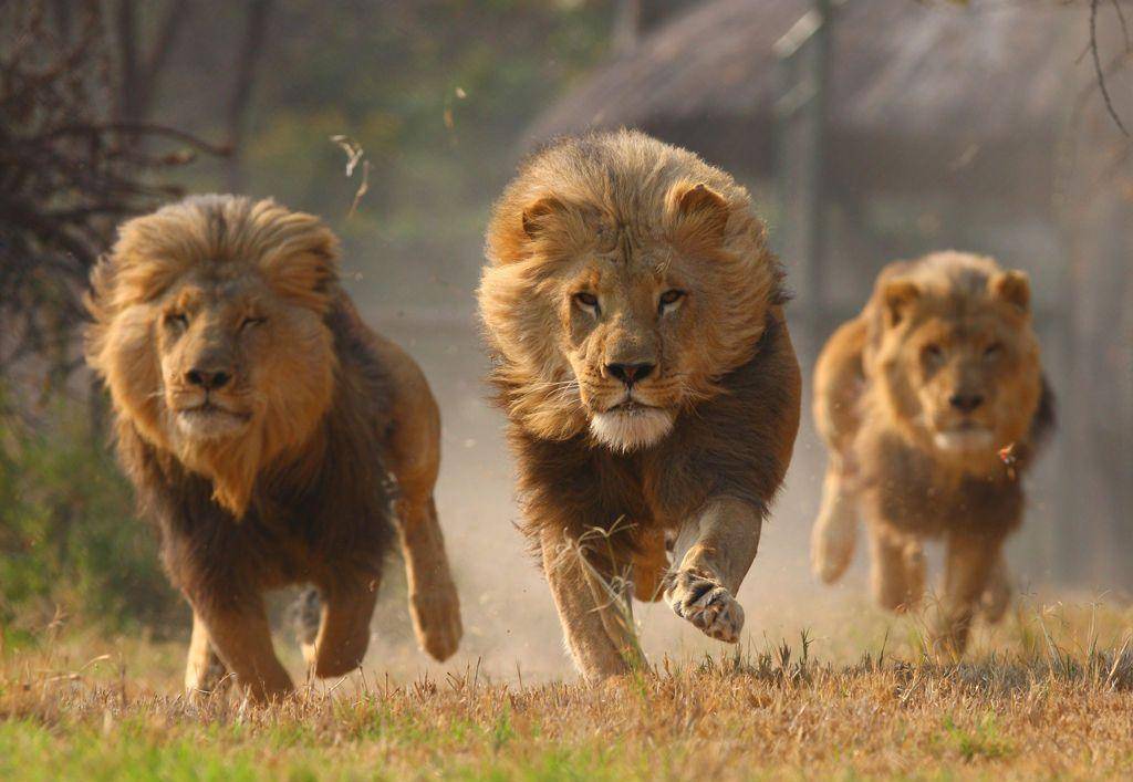 非洲草原上的狮子,比老虎凶猛得多,主因是压力比较大_狮群_雄狮_生活