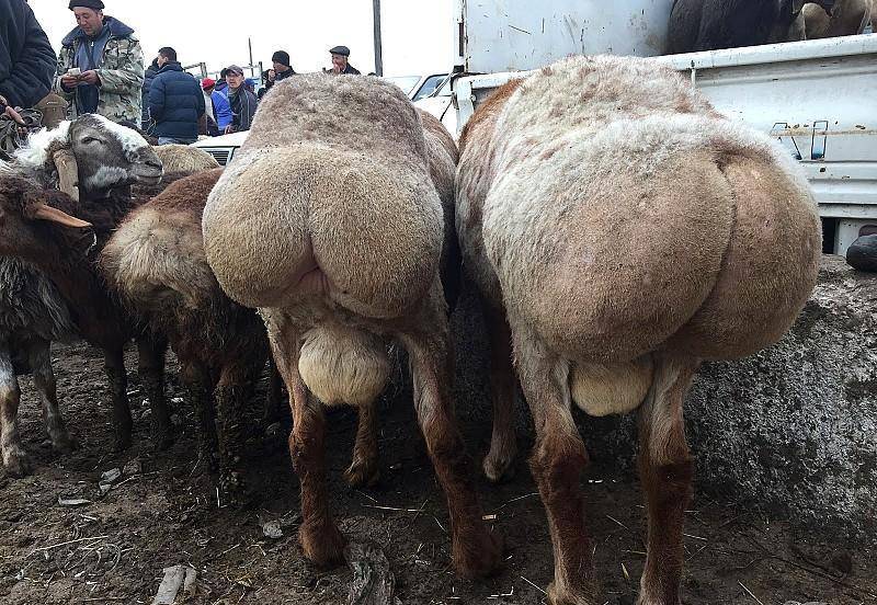 原本储存脂肪的位置就从尾巴上移到了臀部,于是这些羊就拥有了相当