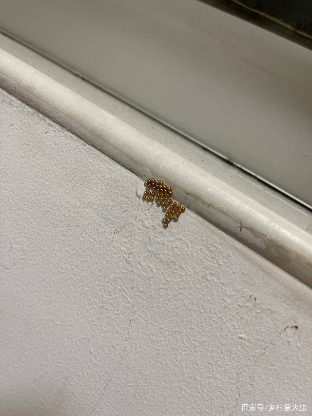 我就说网友拍到的金黄色类卵小粒状物是缘蝽卵,不信可以听我解释_虫卵