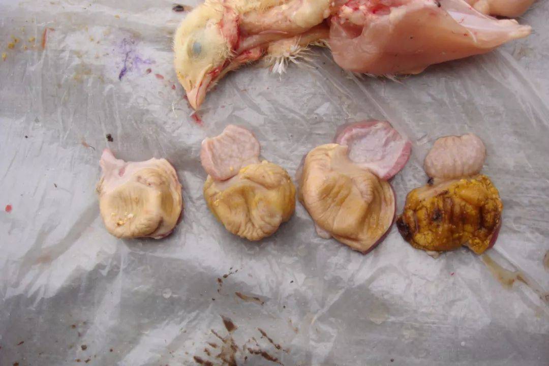 鸡肌胃,腺胃炎的病因及防制!_霉菌_毒素_严重