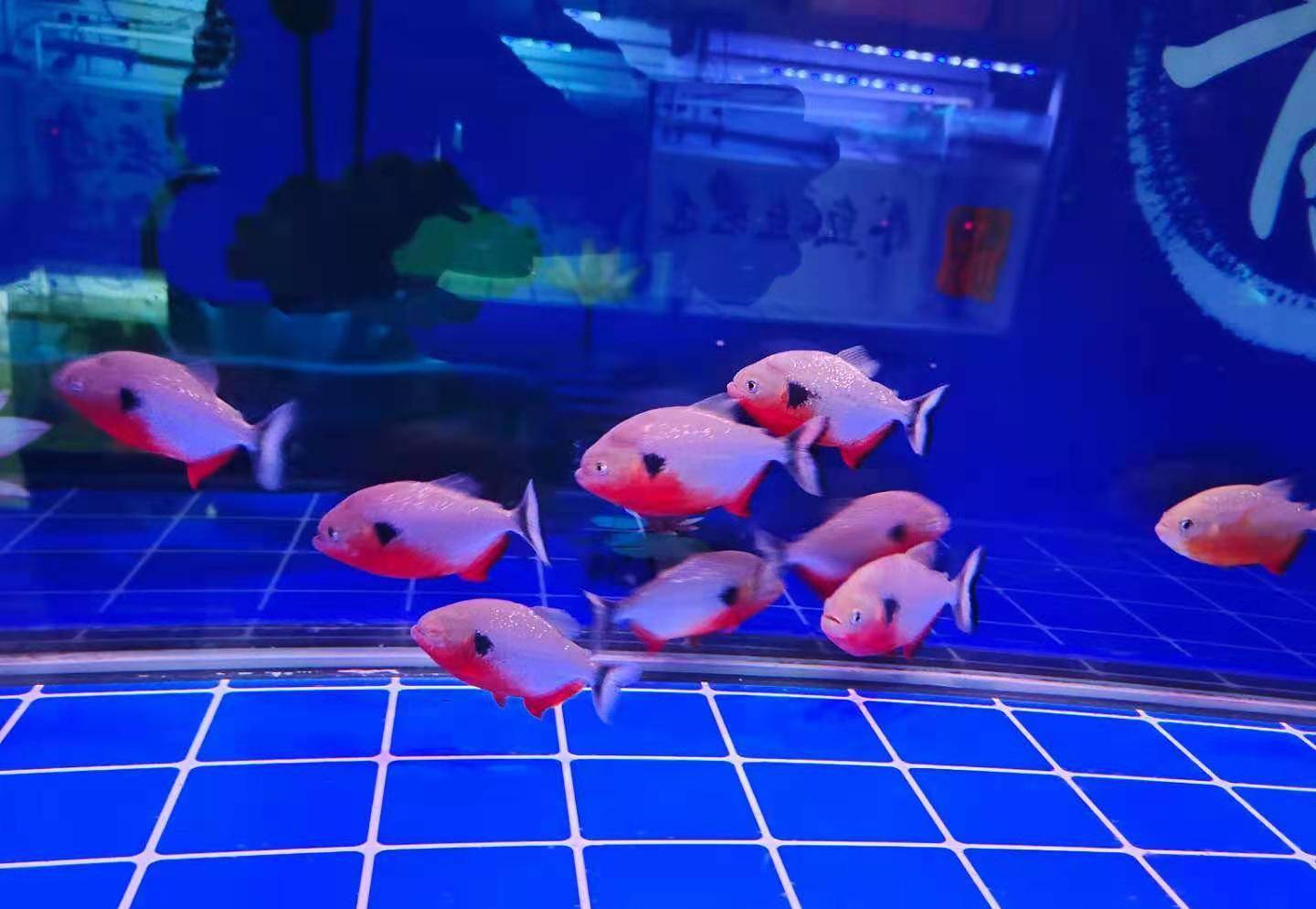 招财猫,大嘴鲸之类的,只是摄食而已,也没有怎么致命武器再者就是一些