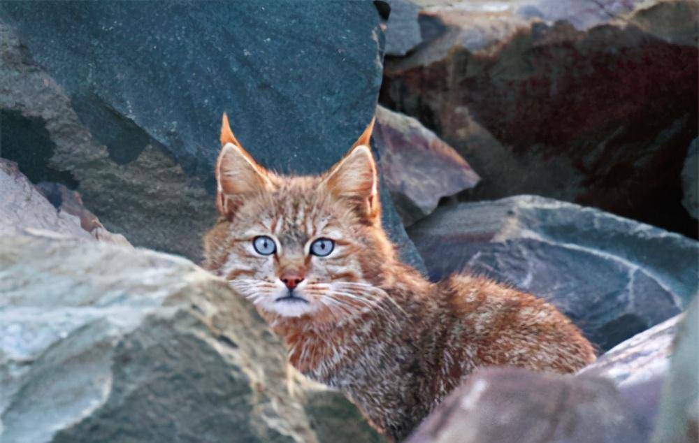 林草科普-荒漠猫:西部荒野淡蓝色的眼神_小猫_调查_洞穴