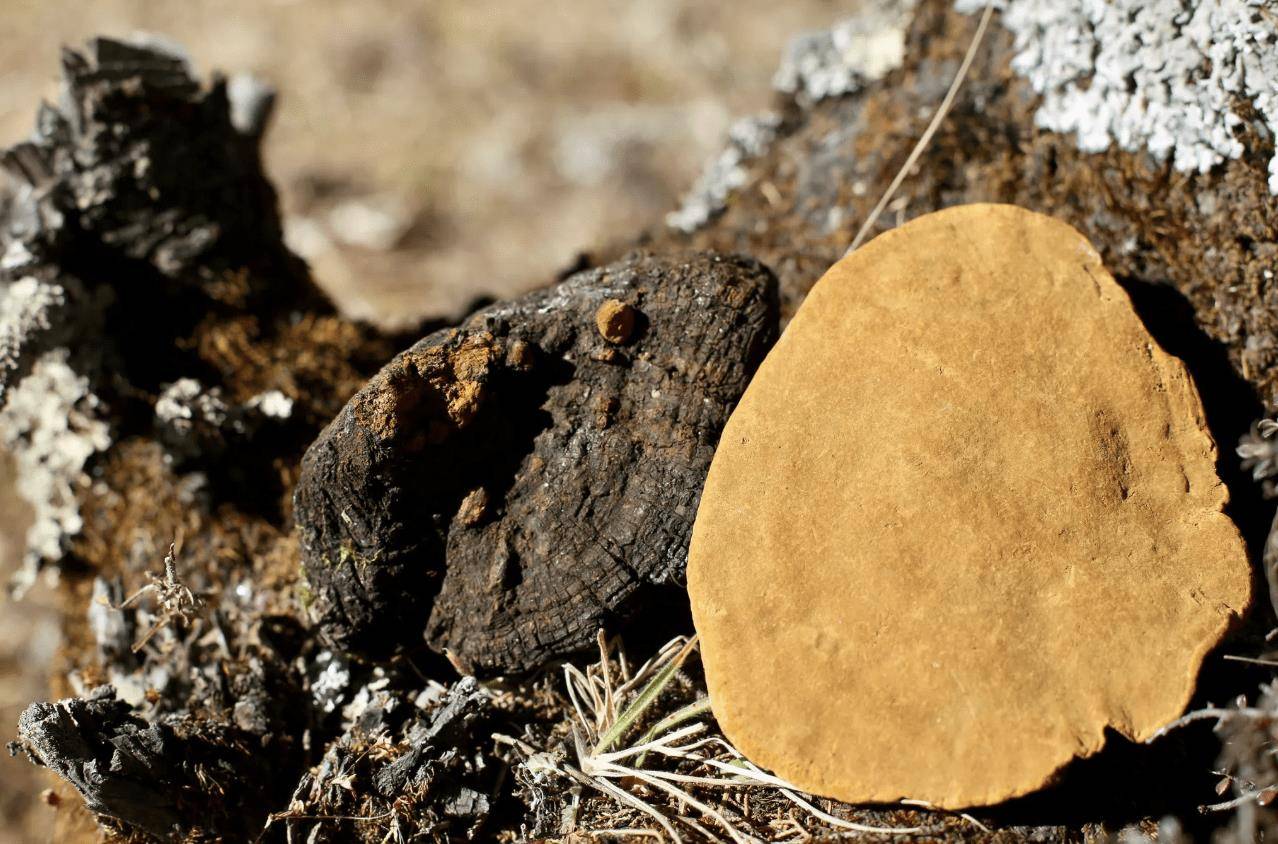 在桑树上生长,俗称"软黄金",运气好才能见到,可遇不可求_桑黄_花友