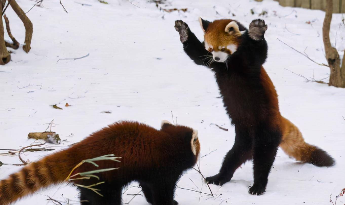千万不要吓唬小熊猫,否则它会举手投降