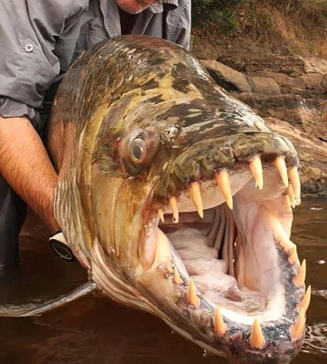 這是一條巨型虎魚,生活在剛果河裡,和食人魚一樣惡名昭著.