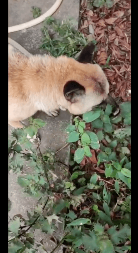 仆人伤风花几百买药吃，狗狗伤风后本身去找草吃，几天后就好了！