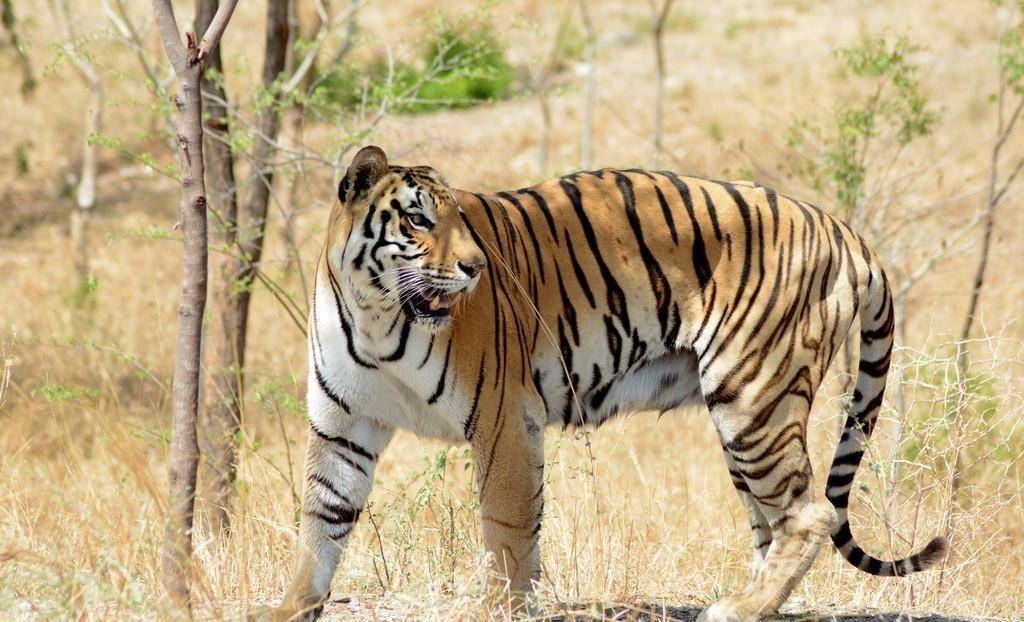 野生华南虎消失了二十多年,以后还有可能再出现吗?_物种_生物_数量