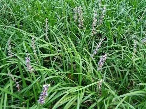 沿阶草_农村_的作用