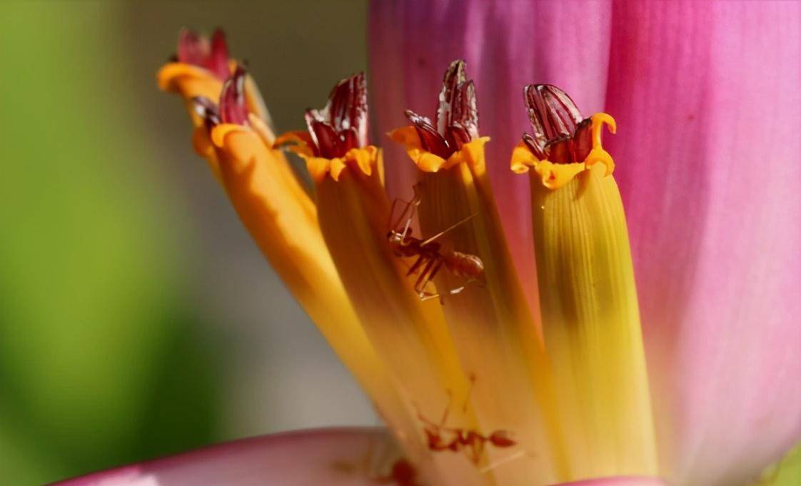 中国本土最凶的蚂蚁之一黄猄蚁,所到之处只虫不留,外表似红火蚁_昆虫