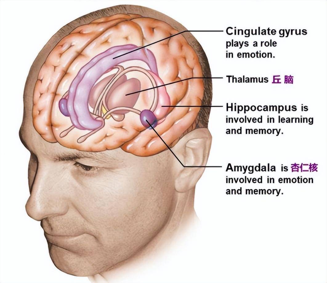 这是人类刻在基因中害怕的声音,美军曾利用它逼供-锐声恐惧症_相关
