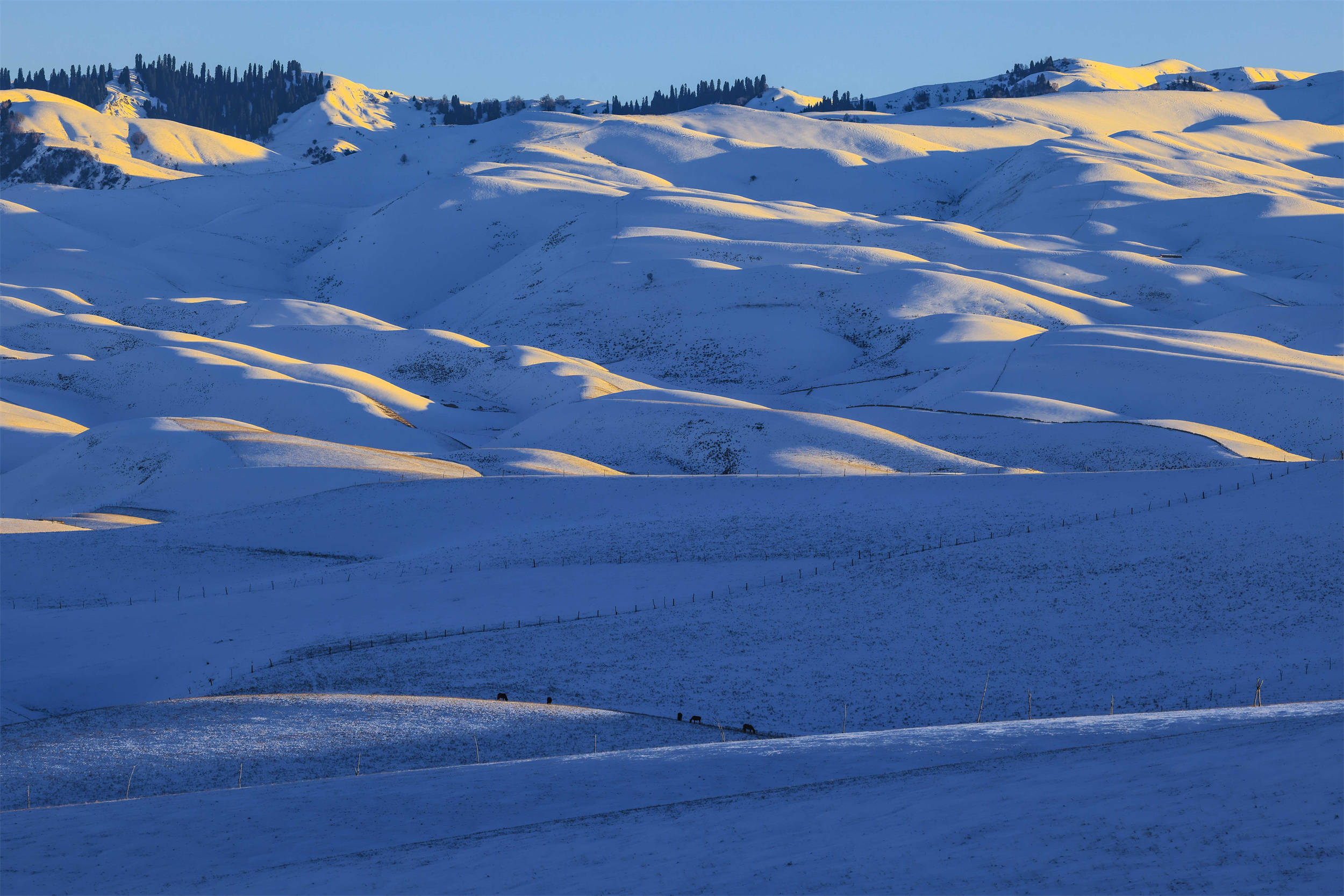 新疆新源:雪覆加乌尔山 连绵山丘银波起_张文庭_积雪_山谷